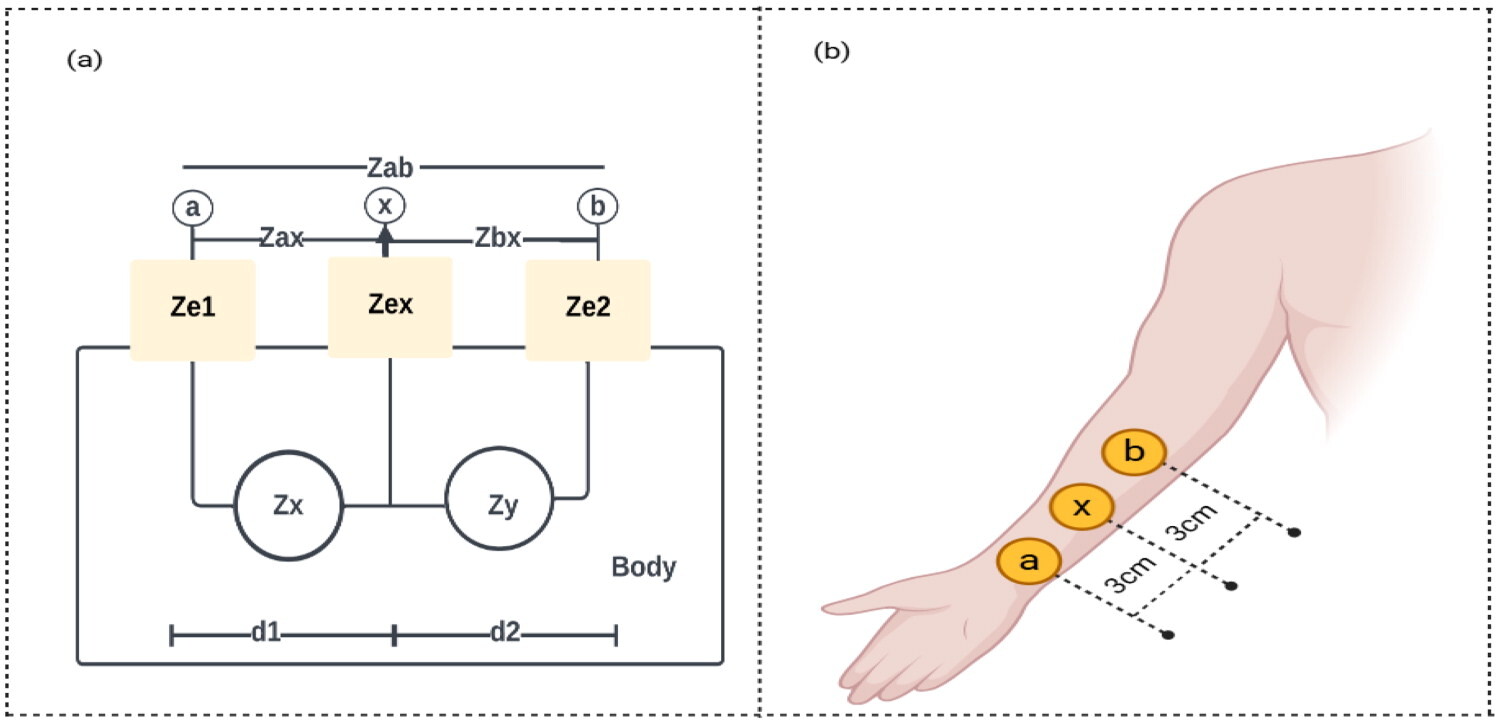 Impedance measurement setup (a) Schematic diagram for electrode skin impedance measurement, and (b) Placement of electrodes on the human forearm.